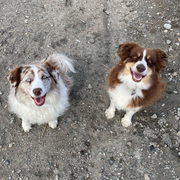 Meet your Posher, Addison - Picture 2 of 6